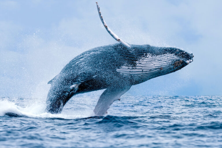 ビットコインのクジラ、34億円相当のBTCをバイナンスに移動