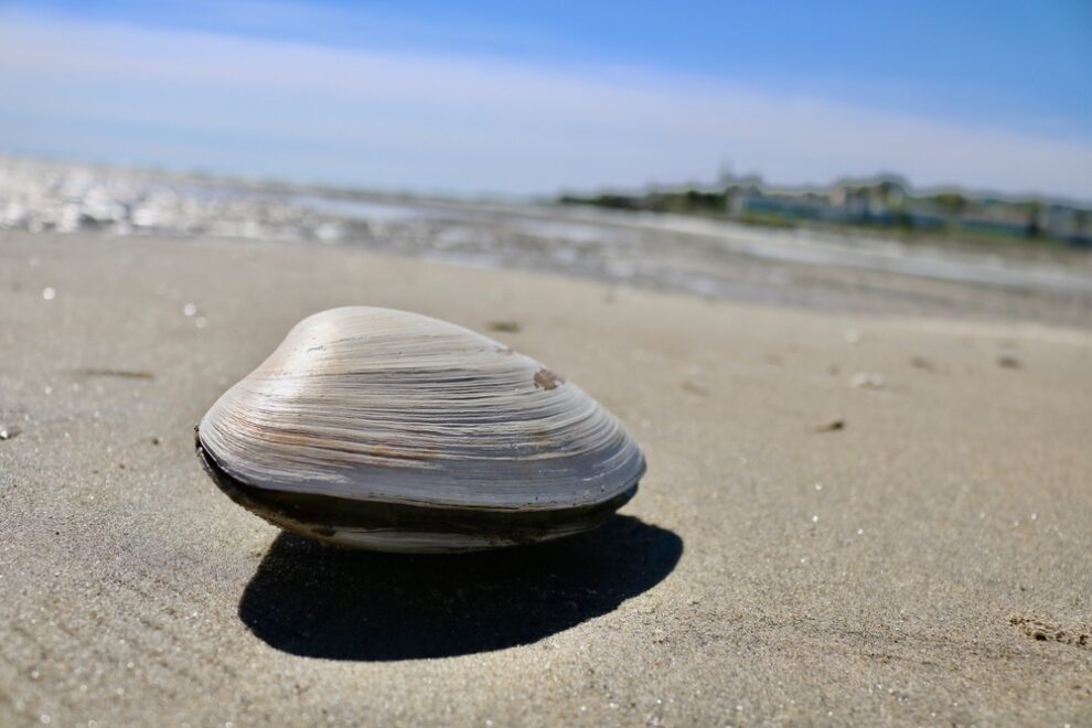 「福岡有明あさり」の産地証明にブロックチェーン技術を導入──Chaintope「タピルス」基盤
