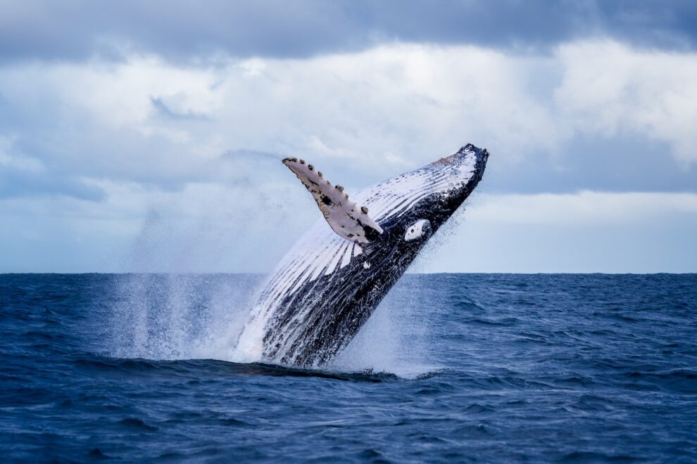 マクロ経済の先行きが不透明な中、ビットコインのクジラは1カ月で6万BTC以上を蓄積