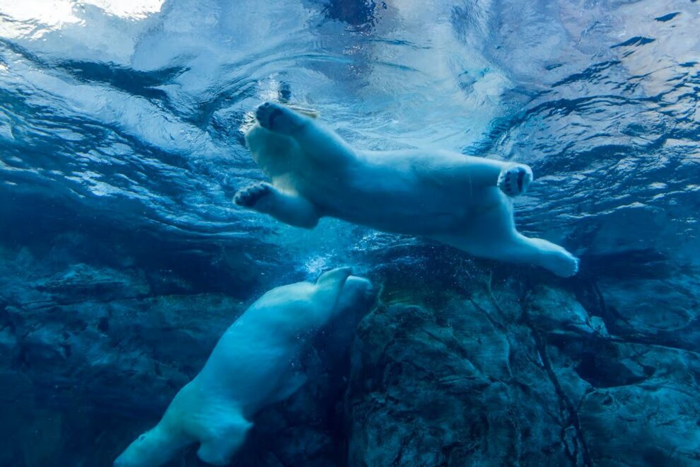 AI懸念でIBMが11％急落、暗号資産も一段安